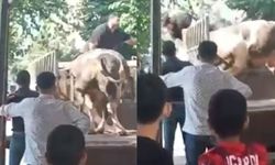 Şanlıurfa’da Boğa Kasaba Saldırdı