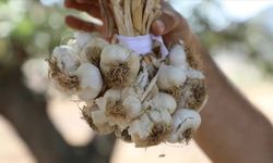 Hasankeyf’in Meşhur Mehina Sarımsağında Hasat Zamanı