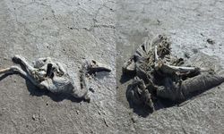 Tuz Gölü’nde Yavru Flamingolar Hayatını Kaybetti