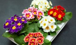 Çuha Çiçeğinin (Primula) Bakımı Nasıl Olmalıdır?