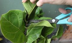 Ficus Lyrata (Keman Yapraklı Kauçuk) Bitkisinin Bakımı Nasıl Olmalı?