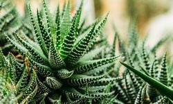 Haworthia Bitkisinin Bakımı Nasıl Olmalıdır?