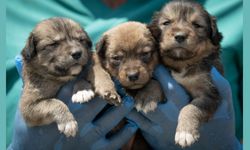 Mamak’ta Yangın Mağduru Yavru Köpekler Koruma Altına Alındı