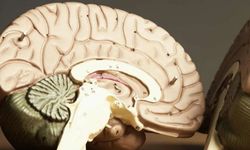 Prion Hastalığı Nedir ve Nasıl Bulaşır? Belirtileri Nelerdir?