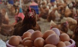 TÜİK: Yumurta Üretimi Azaldı, Tavuk Eti ve İçme Sütü Üretimi Arttı