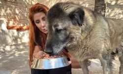Ankara’da Sokak Köpeği Duman Sağlığına Kavuştu