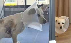 Çankaya’da Köpek Saldırısı: Küçük Köpek ve Sahibi Yaralandı