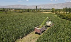 Erzincan’da Silajlık Mısır Üretimi Hayvancılığı Güçlendiriyor
