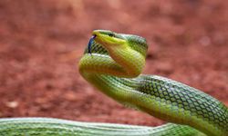 Yılanlardan Neden Korkarız?