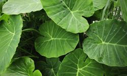 Fil Kulağı (Alocasia) Bitkisinin Bakımı Nasıl Olmalıdır?