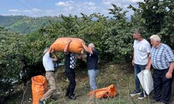 Fındık Üreticisi Taban Fiyatı Yetersiz Buldu: Pazara İniyor