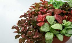 Fittonia Bitkisinin Bakımı Nasıl Olmalıdır?