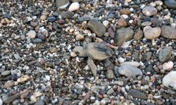Gazipaşa’da Yavru Caretta Carettalar Denizle Buluştu