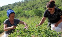Isparta’yı Zirai Don Vurdu: Gül Rekoltesi Düştü