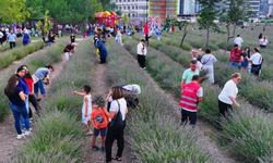 Keçiören’de 2. Geleneksel Lavanta Festivali Düzenlendi
