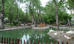Tunalı’daki O Kuğulu Park’ın Kuğuları Aslında Ankaralı Değil! Zarafetleriyle Şehri Süsleyen O Kuğular Nereden Geldi?