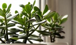 Para Çiçeğinin (Crassula) Bakımı Nasıl Olmalıdır?