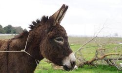 Rüyada Eşek Görmek, Eşeğe Binmek, Beyaz Eşek Görmek, Siyah Eşek Görmek, Eşekten Düşmek Ne Anlama Gelir?