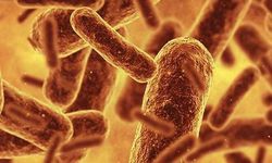 Genetik Kodda Devrim! Virüslere Dayanıklı Sentetik Bakteri “Syn57” Tanıtıldı