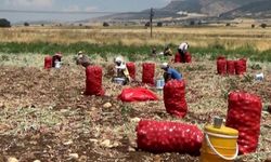Soğan Fiyatlarında Tarladan Tezgaha Beş Kat Fark