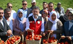 Tarım ve Orman Bakanı Ayaş'ta Domates Hasadına Katıldı
