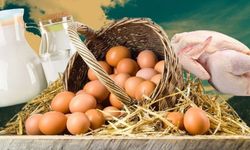 Tavuk Eti, Yumurta, ve Süt Üretimi Haziranda Azaldı