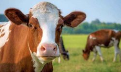 Veteriner Hekim Çınar’dan Kritik Uyarı: Şap Hastalığında Antibiyotik Kullanmayın