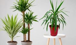 Yuka (Yucca) Bitkisinin Bakımı Nasıl Olmalıdır?