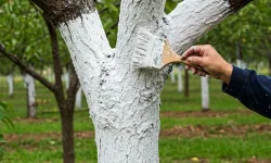 Ağaç Kireçleme Nasıl Yapılır? Sağlıklı Ağaçlar için Kireçleme Yöntemleri
