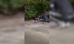 Ankara Göksu Parkı’nda Tilki Görenleri Şaşırttı