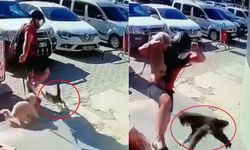 Antalya’da Kediye Şiddet: Şüpheli Tutuklandı