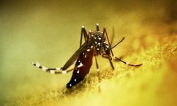 Chikungunya Virüsü Yayılıyor! Çin'de "Halk Sağlığı Acil Durumu" İlan Edildi