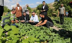 Fuat Oktay, Ayaşlı Çiftçilerle Domates Hasadına Katıldı