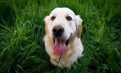 İtalya’da Turist Köpeklerine Temizlik Vergisi Geliyor