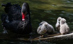 Kuğulu Park Yavruları Çoğalıyor: 5 Siyah Kuğu Doğdu