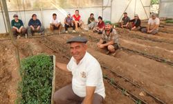 Kumluca’da 52 Bin Dönüm Serada Domates Fideleri Toprakla Buluştu
