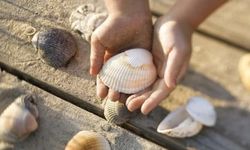 Rüyada Deniz Kabuğu Görmek, Büyük Kabuk Bulmak, İçinde İnci Görmek, Deniz Sesi Duymak Ne Anlama Gelir?