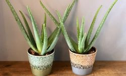 Aloe Vera Nasıl Yetiştirilir? Evde Aloe Vera Yetiştirmenin Sırları