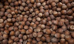 Avrupalı Alıcılar Alımı Azaltınca Fındık Fiyatları Geriledi