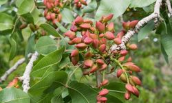 Beypazarı’nda Üreticiye Fırsat! Antep Fıstığı Fidanı Desteği Başladı