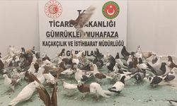 Gürbulak Sınır Kapısı’nda Kaçak Güvercin Alarmı! 85 “Cancan” Ele Geçirildi