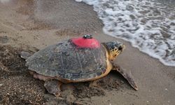 Caretta Caretta ‘Tuba’, İkinci Yolculuğunda 7 Bin 500 Km Yaptı
