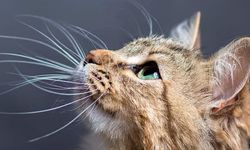 Cri-Du-Chat (Kedi Miyavlaması) Sendromu Nedir?