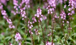 Demir Otu (Verbena Officinalis) Nedir, Faydaları Nelerdir?