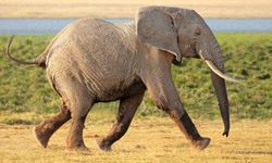 Filler Neden Zıplayamaz?