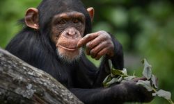 Rüyada Maymun Görmek, Maymunla Kavga Etmek, Yakalamak, Sevmek, Yavru Maymun Görmek ve Öldürmek Ne Anlama Gelir?