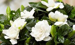 Gardenya Çiçeğinin Bakımı Nasıl Olmalıdır?