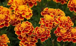 Kadife Çiçeğinin Bakımı Nasıl Olmalıdır?