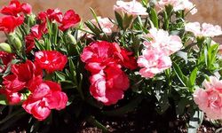 Karanfil Çiçeğine Nasıl Bakılır? Karanfil Yetiştirmek için Bilmeniz Gereken Her Şey