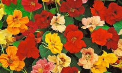 Latin Çiçeğinin Bakımı Nasıl Olmalıdır?